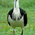 Ibis d'Australie