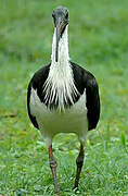 Straw-necked Ibis