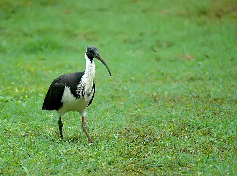 Ibis d'Australie