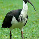 Ibis d'Australie