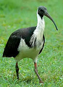 Straw-necked Ibis