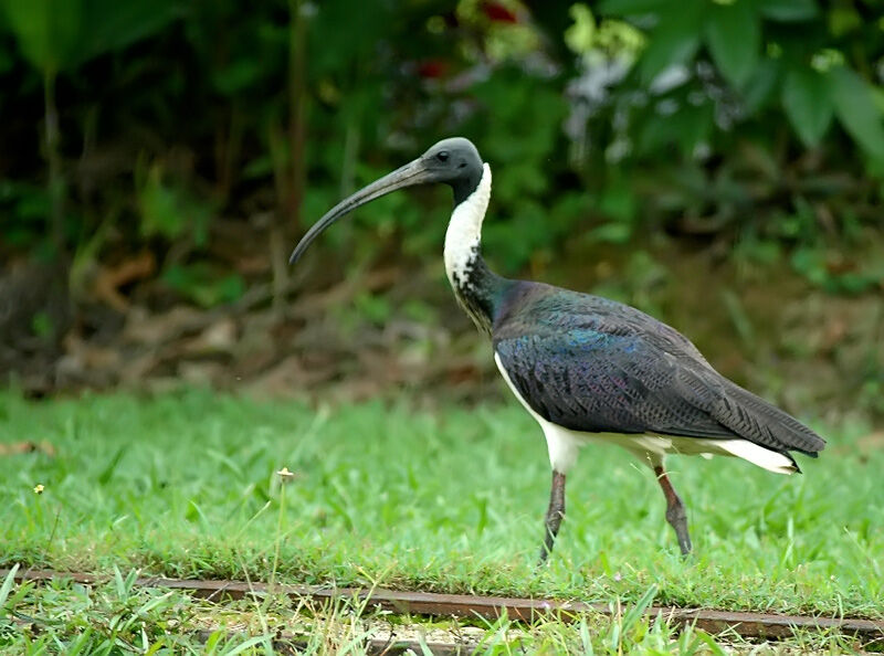 Ibis d'Australie