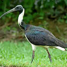 Ibis d'Australie