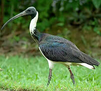 Straw-necked Ibis