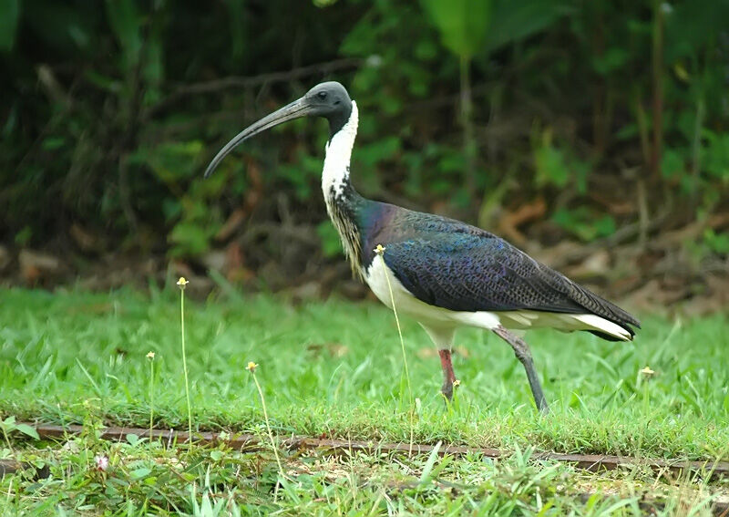 Ibis d'Australie