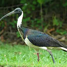 Ibis d'Australie