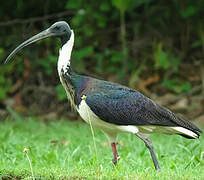 Straw-necked Ibis