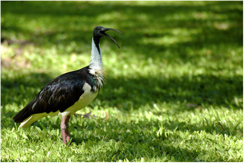 Ibis d'Australieadulte