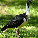Ibis d'Australie