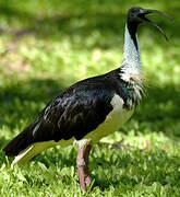 Straw-necked Ibis