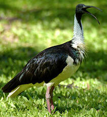 Ibis d'Australie