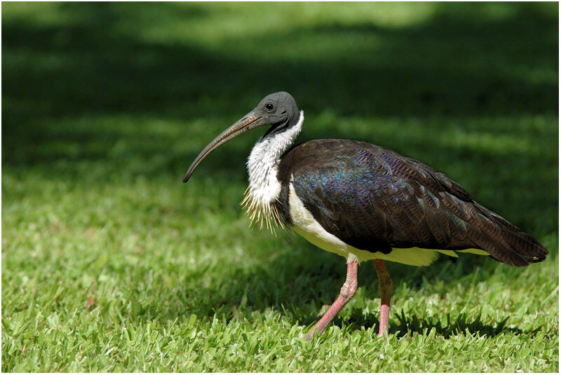 Ibis d'Australieadulte