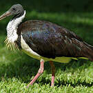 Ibis d'Australie