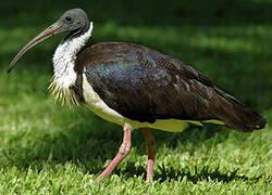 Straw-necked Ibis