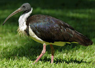 Ibis d'Australie