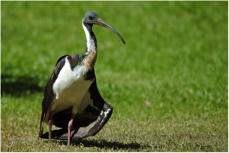 Ibis d'Australieadulte