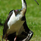 Ibis d'Australie