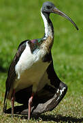 Straw-necked Ibis