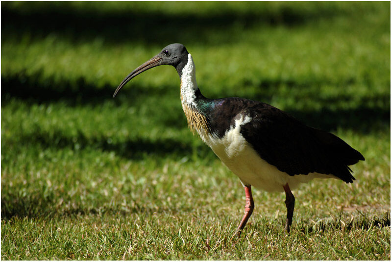 Ibis d'Australieadulte