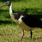 Ibis d'Australie