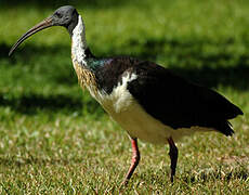 Straw-necked Ibis