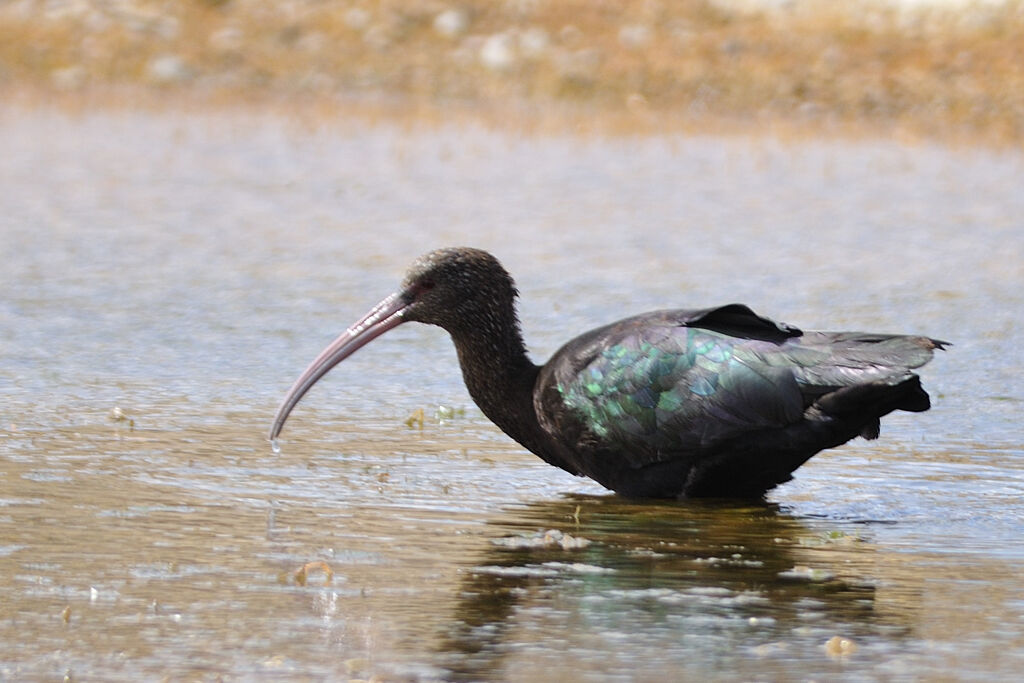 Ibis de Ridgwayadulte, identification