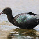 Ibis de Ridgway