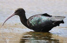 Puna Ibis