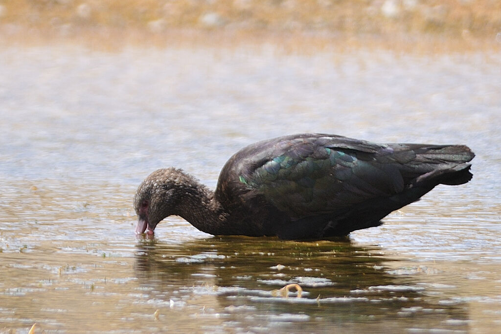 Ibis de Ridgwayadulte, identification