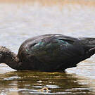 Ibis de Ridgway