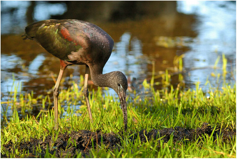 Ibis falcinelleadulte