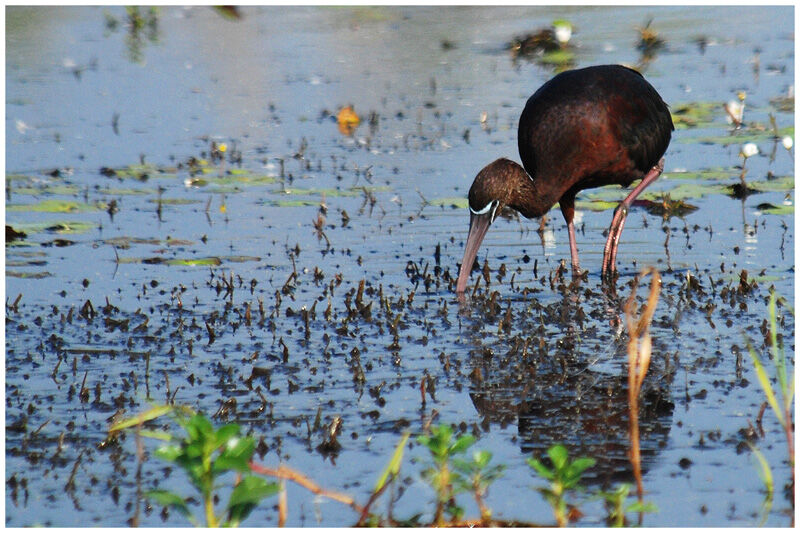 Ibis falcinelleadulte