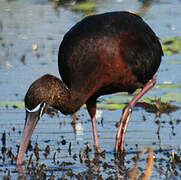 Glossy Ibis