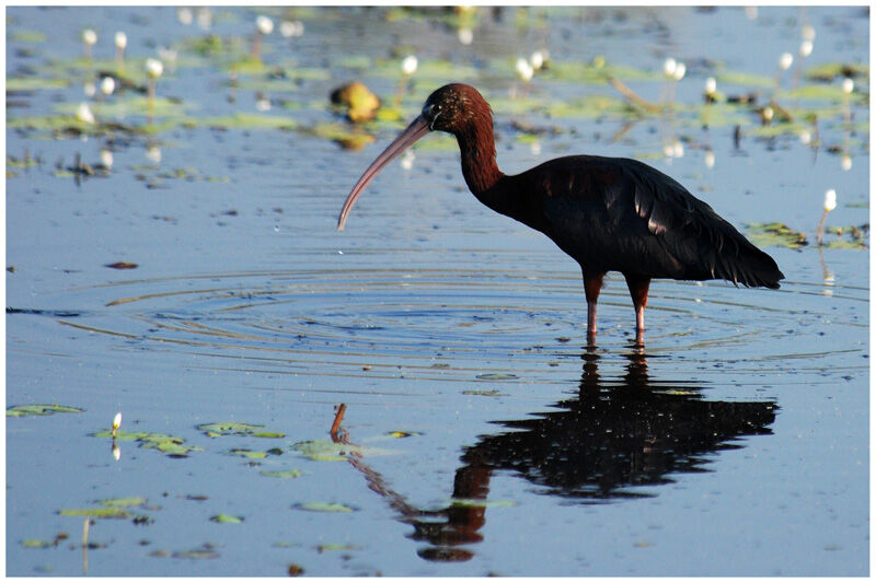 Ibis falcinelleadulte