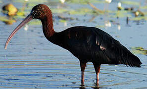 Ibis falcinelle