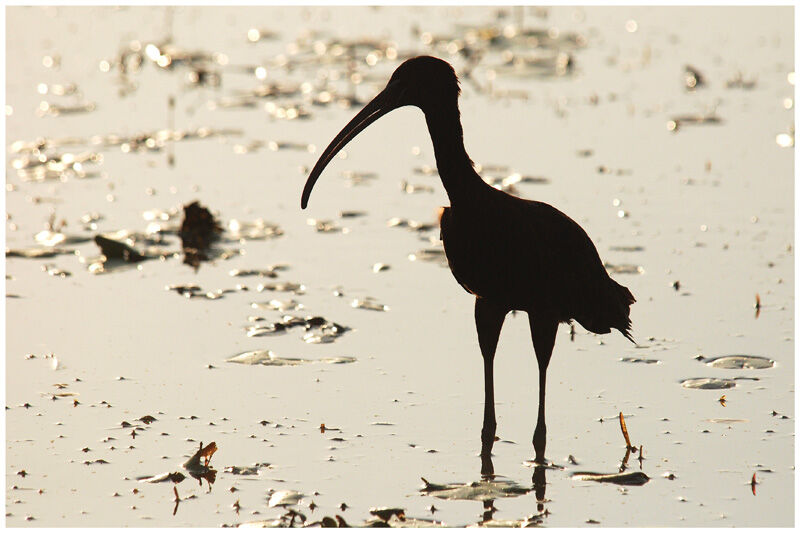 Ibis falcinelle