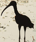 Glossy Ibis