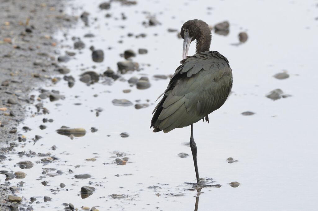 Ibis falcinelleadulte