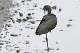 Ibis falcinelle