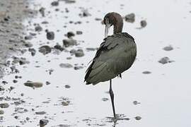 Glossy Ibis