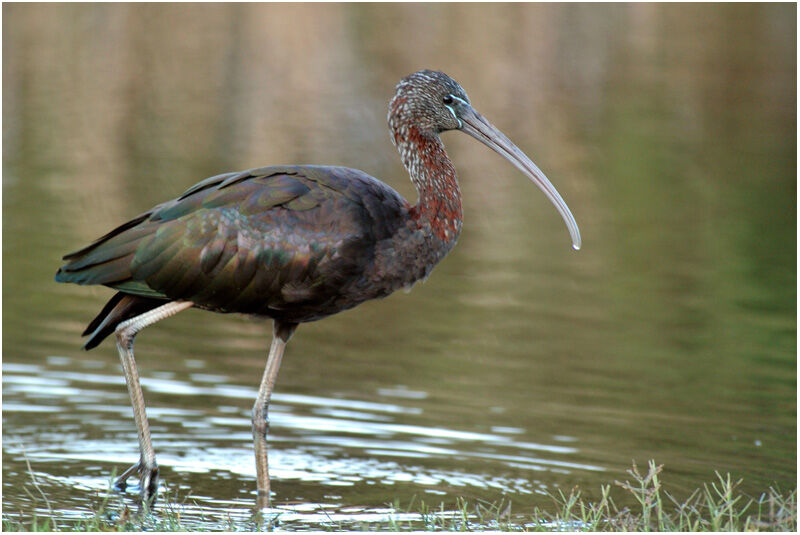 Ibis falcinelleadulte