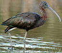 Ibis falcinelle