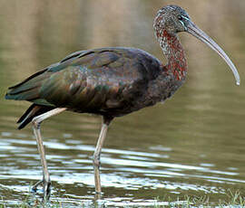 Ibis falcinelle