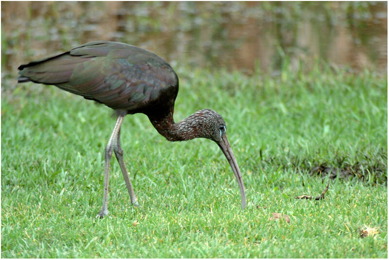 Ibis falcinelleadulte