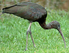 Glossy Ibis