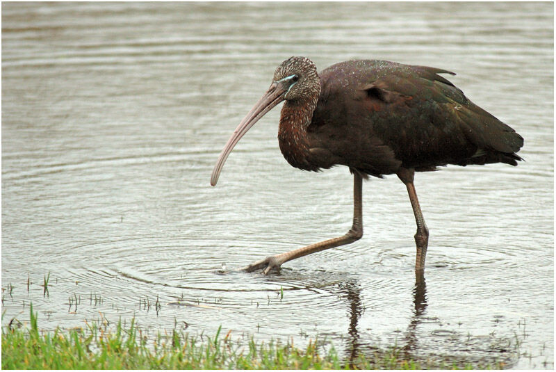 Ibis falcinelleadulte