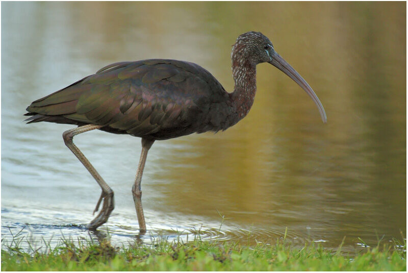 Ibis falcinelleadulte