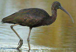 Ibis falcinelle