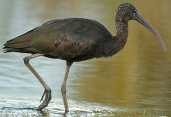 Ibis falcinelle