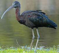 Glossy Ibis